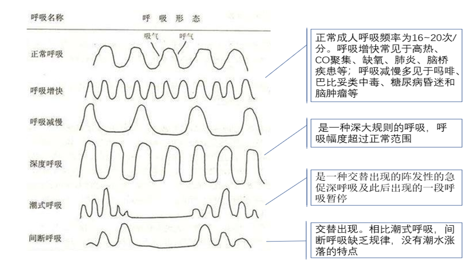 HL0903呼吸形态.png