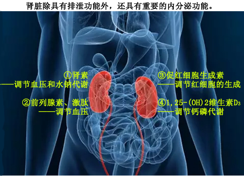 0801肾脏的内分泌功能.jpg