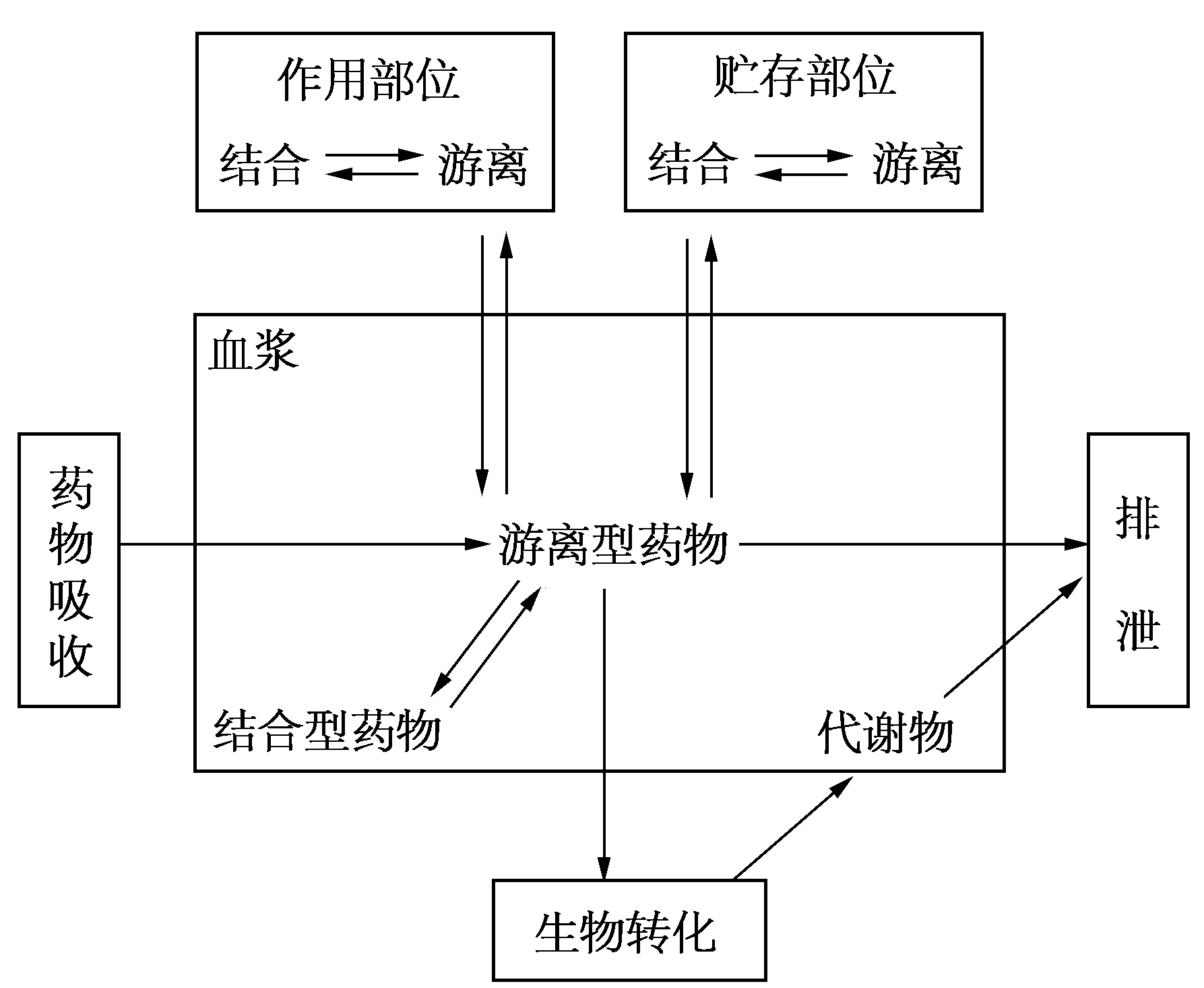 药物的体内过程