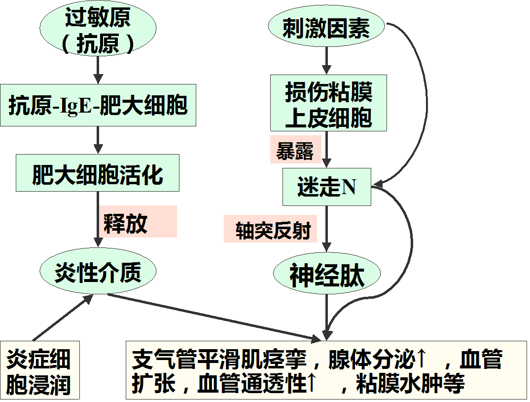 哮喘发生机制.png