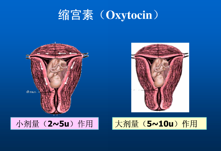 缩宫素的作用及禁忌症1.png