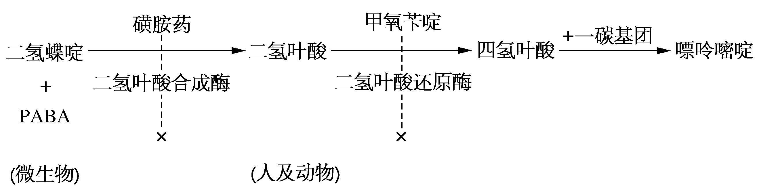磺胺类药及甲氧苄啶的作用机制.png