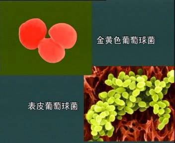 葡萄球菌.png