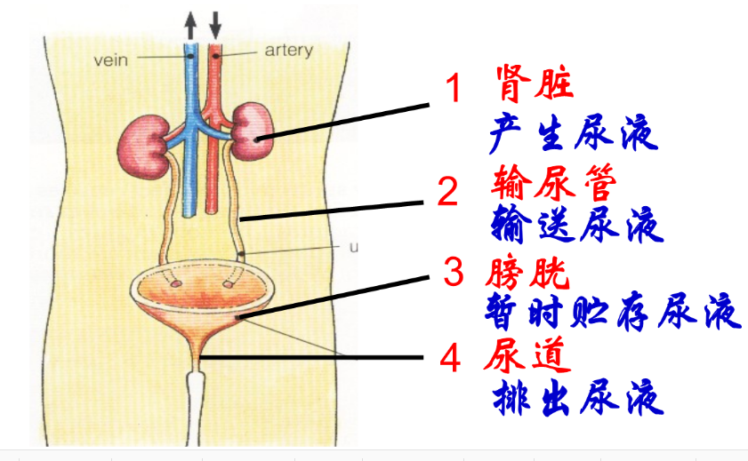 泌尿系统.png