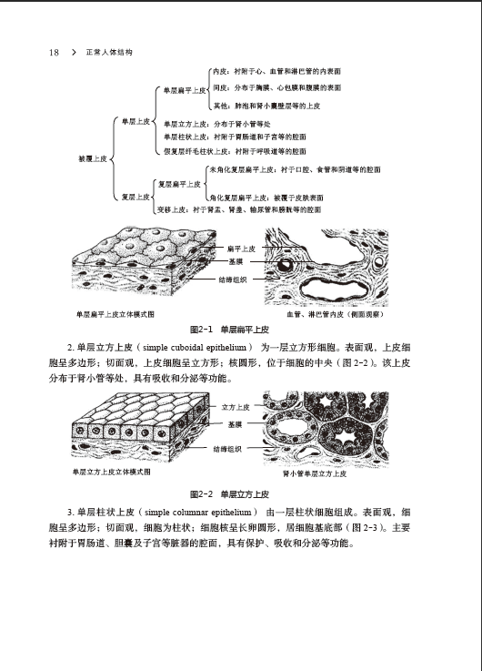 正常人体结构(微课版)