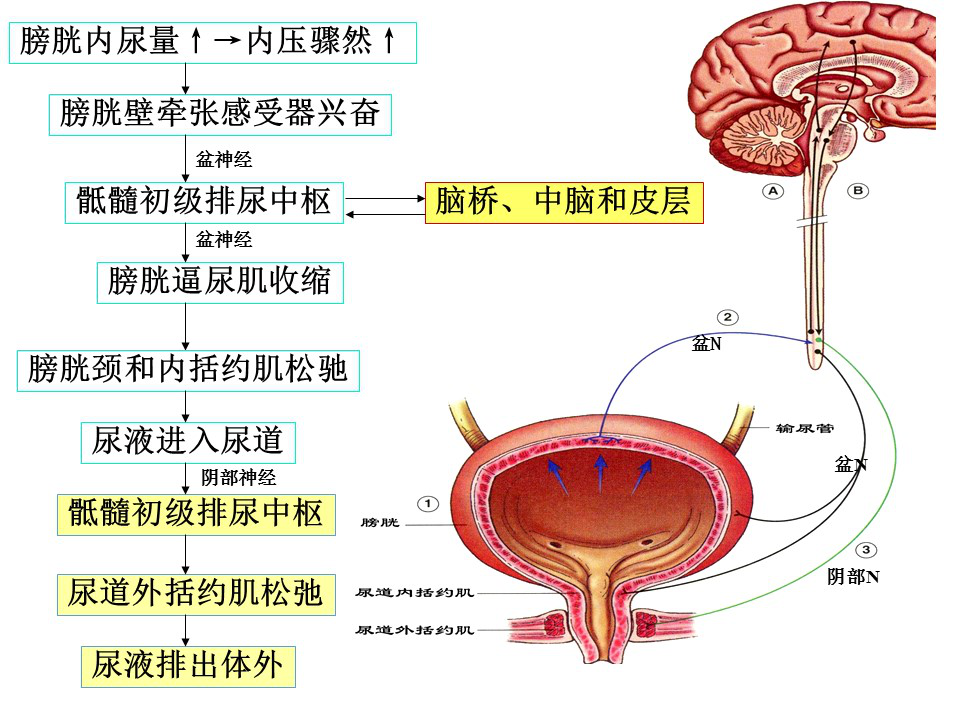 排尿反射过程