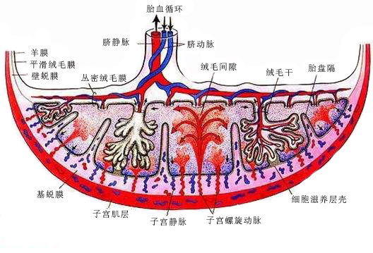 胎盘结构及血液循环模式图