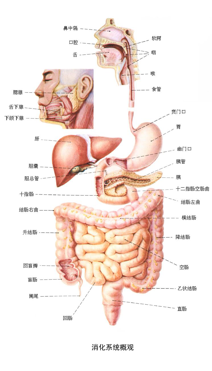 消化系统概观图片手绘图片