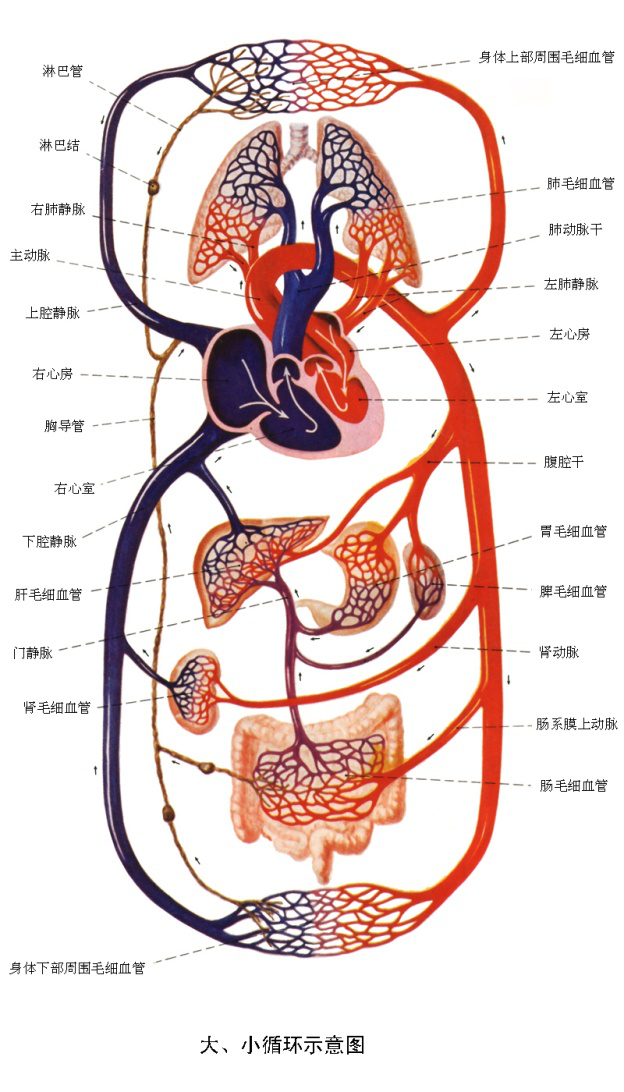 血液循环途径