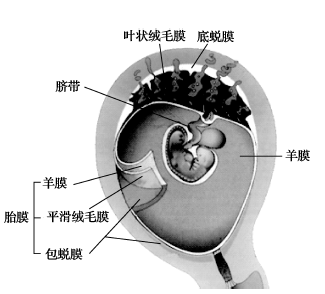 胎盘结构示意图图片