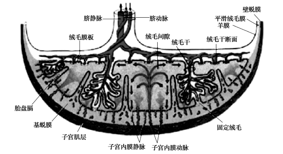 胎盘结构示意图图片